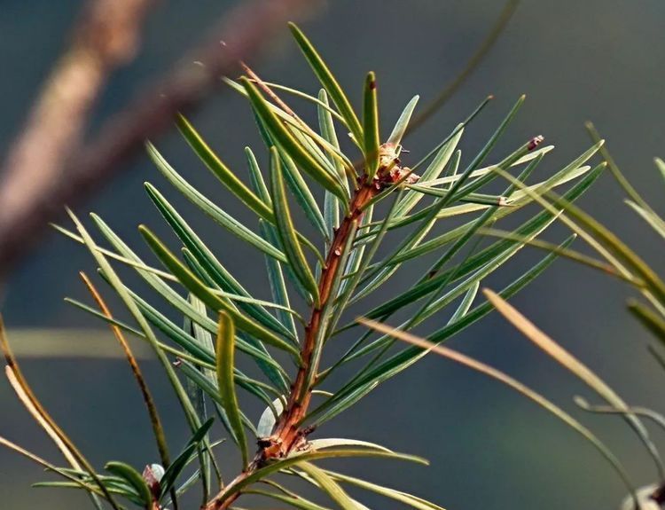 中国最“贵”的树木：美国曾用波音飞机换取幼苗，却被国人婉拒！