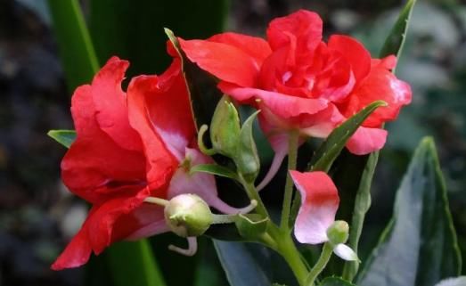  「美爆」阳台养此款植物，似优雅莲座，娇柔优雅，花开美轮美奂，美爆了