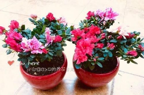  幸福树@这4种花最怕二手烟，连着熏两天，叶子花花往下掉！