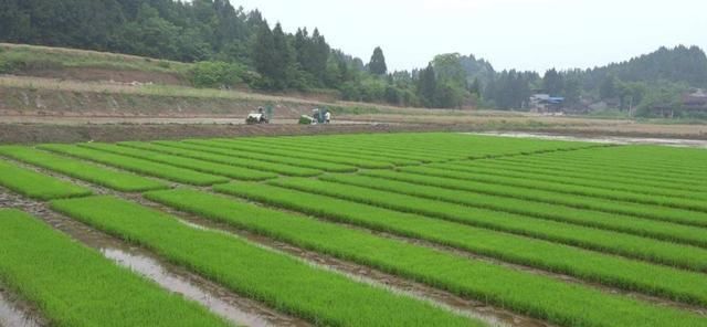  「明年」农村明年取消“凡地必补”，将有三个大动作出现！农民