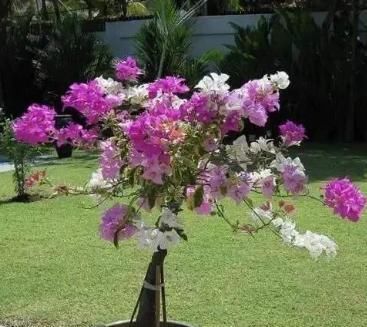  「嫁接」三角梅开花颜色太单调，教你个小技巧，不用嫁接，一树开出多色花