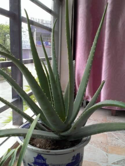 #植物#还在养绿萝？这“2种”植物养客厅，既能“吸甲醛”又能助睡眠！