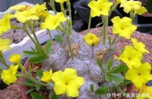  『土豪』土豪才能养得起的4种花，个个价值惊人，你家能养得起么？