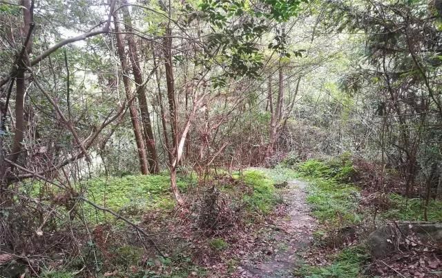  「大若岩镇」温州芙蓉岭古道，浙江省十大人文古道之一