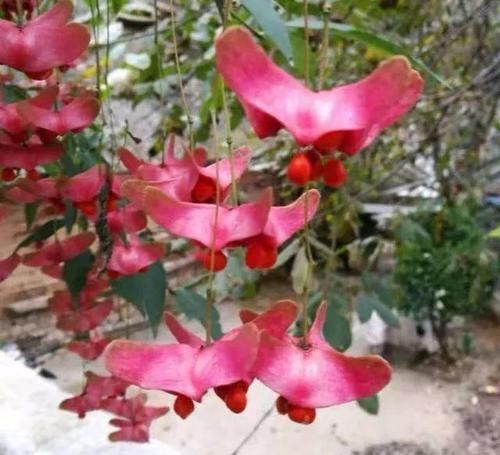 #紫叶酢浆草#爷爷养了一盆“蝴蝶花”，一根枝上开出百朵花，五颜六色最讨喜！