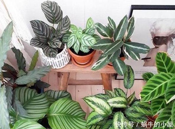  【寓意】春天养花添新株，当盆栽4种花卉，寓意好、株型美又好养活