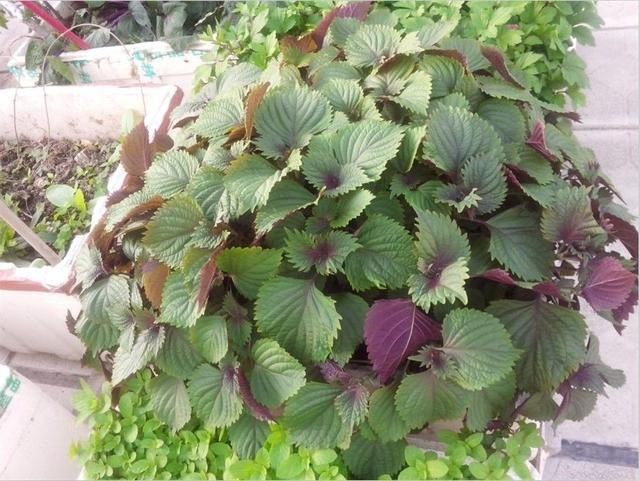#提神醒脑#驱蚊 | 18种除虫香草,杀菌驱蚊虫,叶子还能炒菜吃