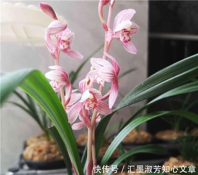  「能换」如何才能知道兰花剪掉花剑多久能换盆