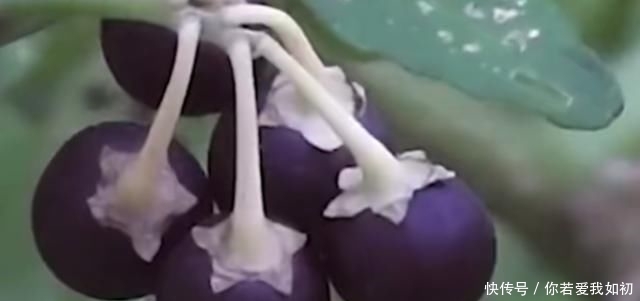  「作用」农村这种随处可见的野草，没想到作用非常大，看到可别