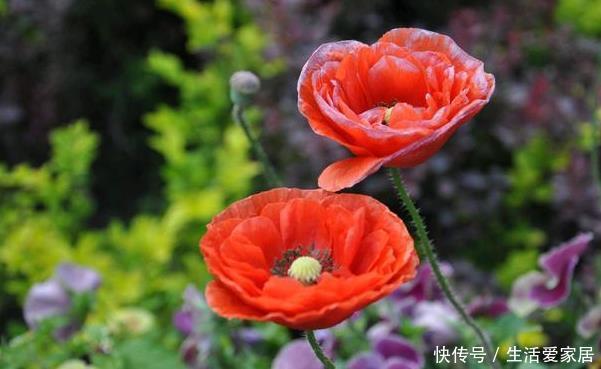 『我国』这花在世界各地常见，也是最具观赏性，没想到在我国不受人待见
