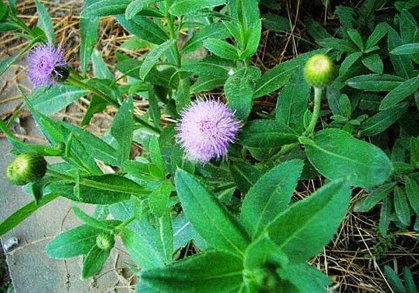  门口■农村这种七七牙，价值不一般，要长在你们门口，不要随意