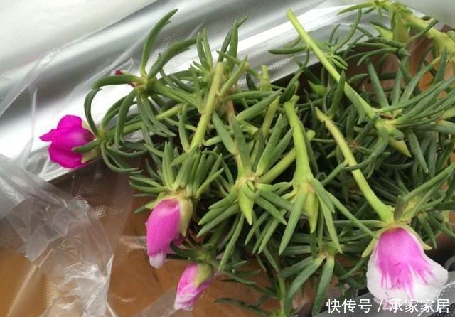  【水培起来】繁殖太阳花，用这“1招”，生根快，漂亮旺盛，养出一盆又一盆