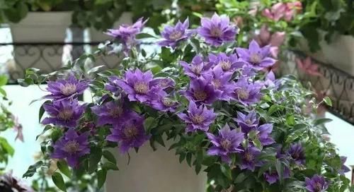  花草：别嫌阳台小，种点花草，感觉真好！