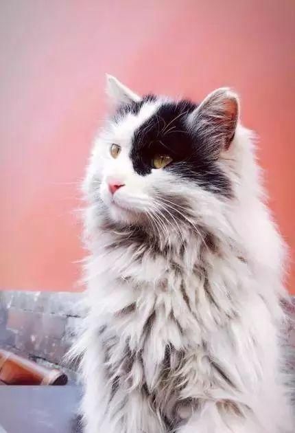 走！去故宫吸猫，181只皇家猫全都撸一遍