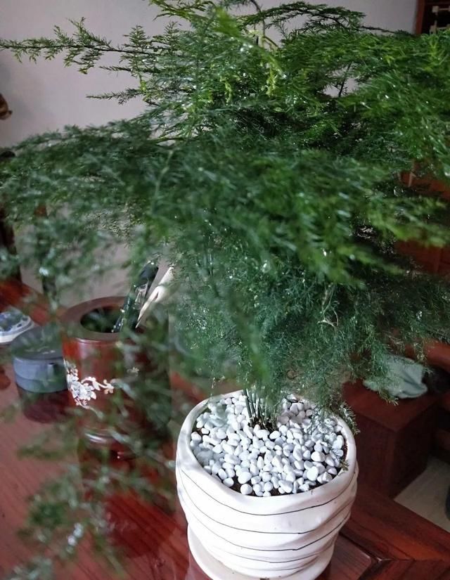  [最合适]1间房1盆花，养最合适的，全家都健康