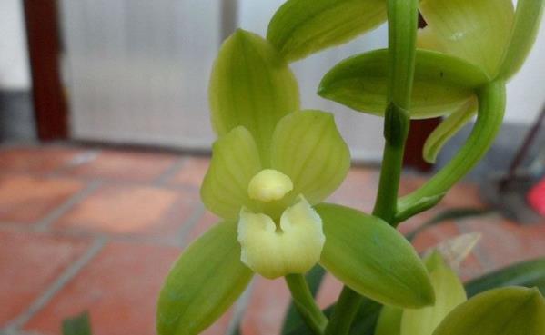 『款花』家养“5款花”,浇点水就爆盆,阳台上栽上几盆,花开美观又大气
