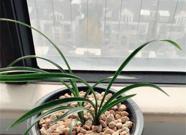  「不少」养兰花用药，用对这3种“药”，长得好、开花不少