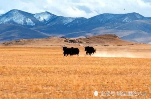 国内目前最大的无人区,人类难以生存,可却是动物的天堂