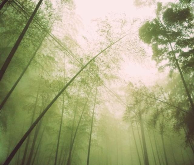 北方竹林退隐的历史原因分析!