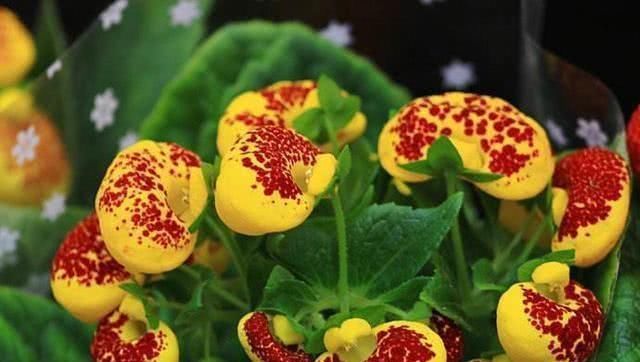  『养护』此花长得像“荷包蛋”，花期长养护容易，盆栽2盆，阳台似花海