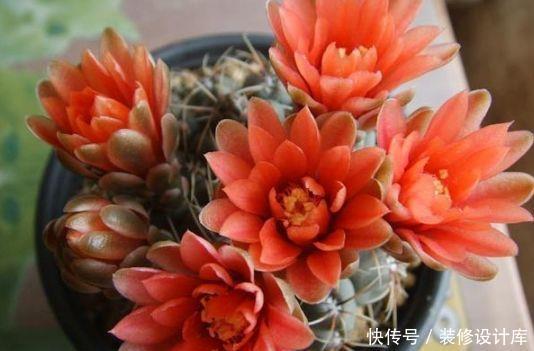 「海棠」好养易爆盆的“5种花”,阳台养几盆,直接开成百花园,人见人爱