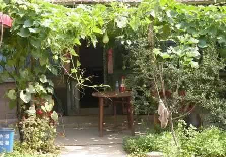 这样的小院，才叫有情调！