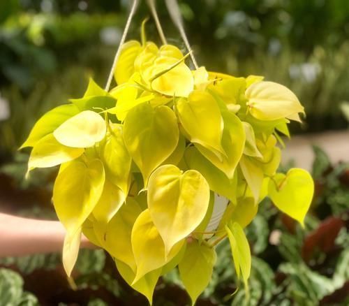  「观叶」几种适合养浴室和厨房的观叶植物，在灯光下养着，可保持叶子翠绿