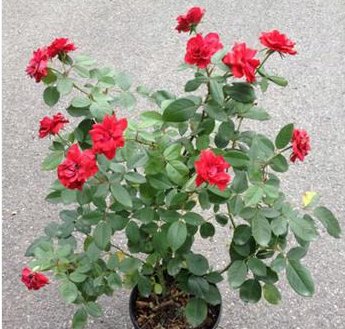  「新扦插」夏季，4个“时间”别施肥，不然别说开花，能活下来就不错！