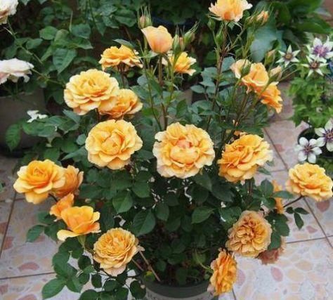  [长春花]养花嫌花期短，花量少？3种“开花机器”养家中，四季开花好养护