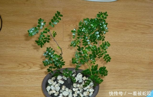  『香喷喷』家里气味难闻，养3种绿植错不了，家里一整天都香喷喷