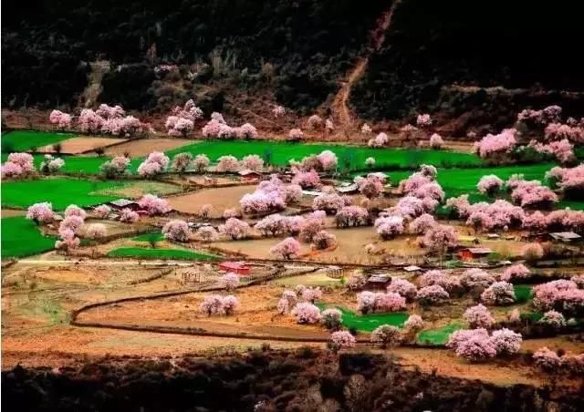 2019年，去林芝看桃花！