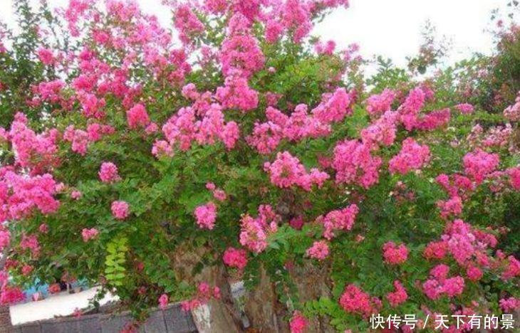 #天天#养花就养此5种,开花漂亮数量多,家里养一盆,天天都能赏花