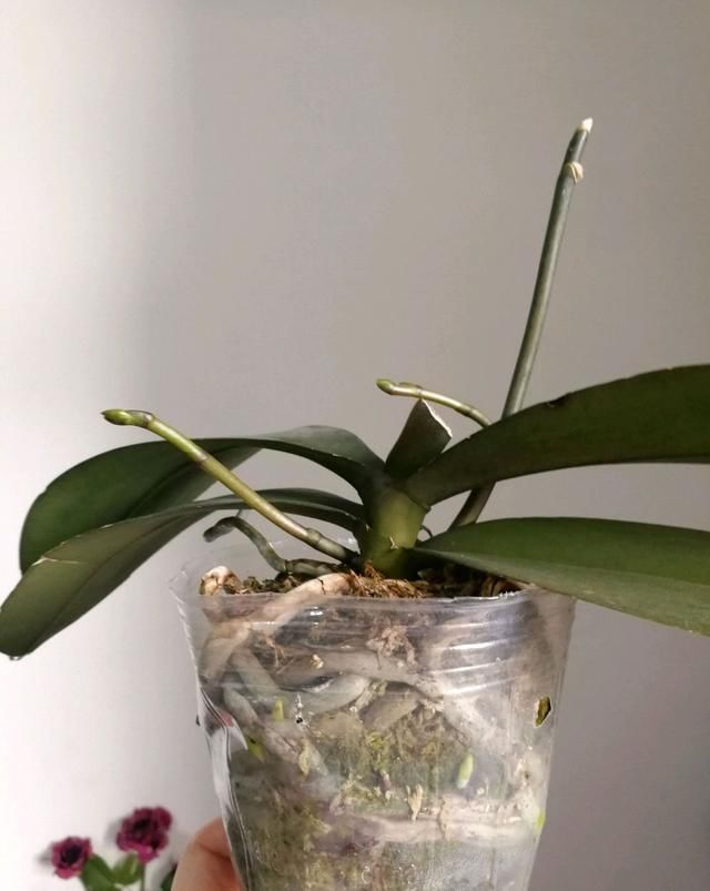  「学到」蝴蝶兰花箭长大需要造型，蝴蝶兰花箭塑形防倒伏技巧，学到了