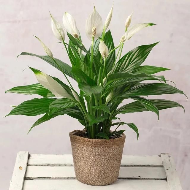  植物的叶片■两三周给室内植物清洁一次，远离病虫害，让叶子更油亮