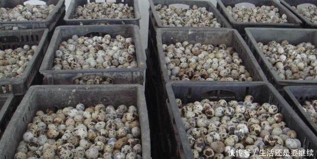 农民养殖不到一斤重的它，每月纯收益40000多元