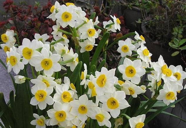  『飞花』“打春”后就养4种花，春暖鸟飞花先知，嫩芽蹭蹭冒喜迎春天来到