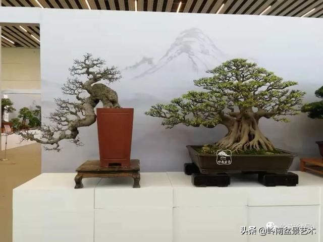  「作品」有年功的盆景，品相好，价值高！
