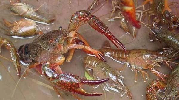  【小龙虾】小龙虾怎么养出来的？小龙虾的养殖技术分享