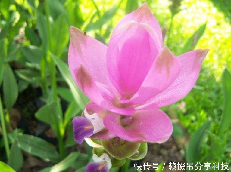 盆土|盆土里种块“姜”,7天发芽,30天后长出“大荷花”,太漂亮了