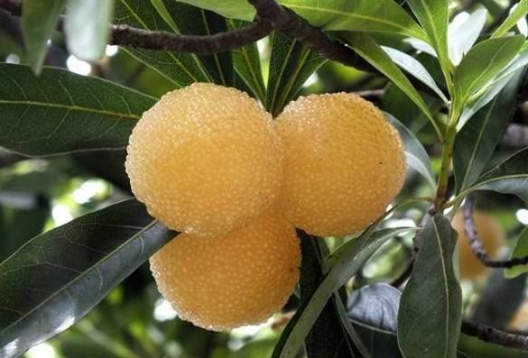 农村一种野果，有“果中玛瑙”的美誉，120元1斤农民的致富果