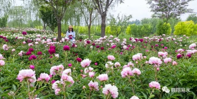  「同赏」母亲节，送花不如赏花，伴母同赏芍药花