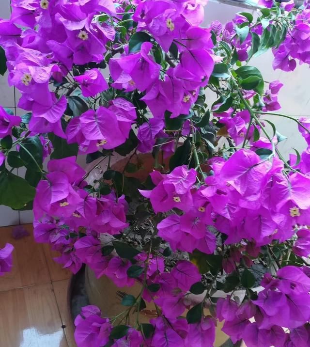  【不开花】家里养3种“耐旱花”，平时少浇水，开花更准时，花量大、花色艳