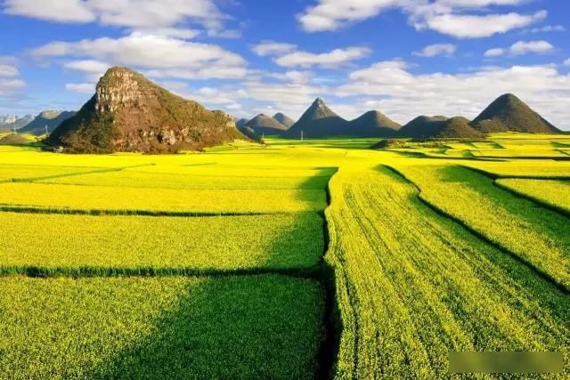 「樱花」中国这些花开成海的地方,美极了