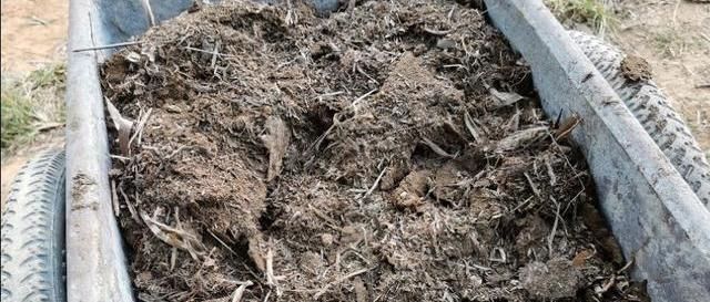  分蘖生长@种植的香葱要想产量高品质好，都离不开这些技术细节，