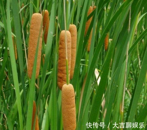 农村田边的“香肠”，过去农民见到就砍，如今20元一斤成稀罕货