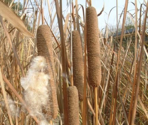  #大片#此种植物叫“香蒲草”，农村小溪边一大片，其实珍贵、用处多！