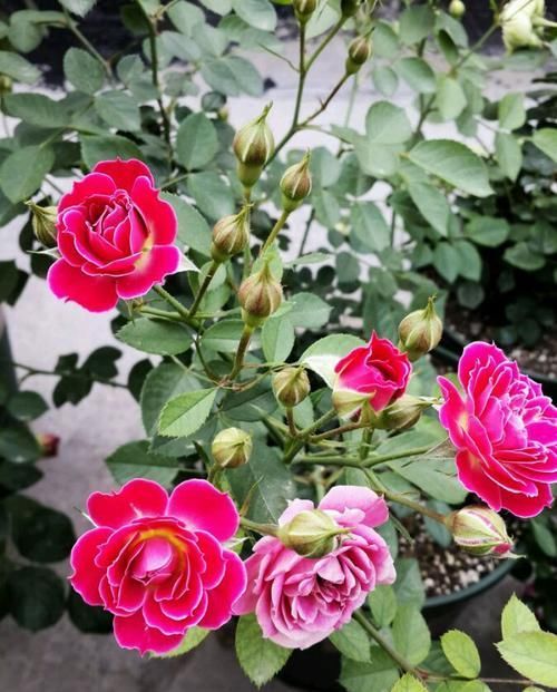  #花姿#喜欢养花，不如养这几款，花姿妖娆，盛开时繁花似锦，内敛美