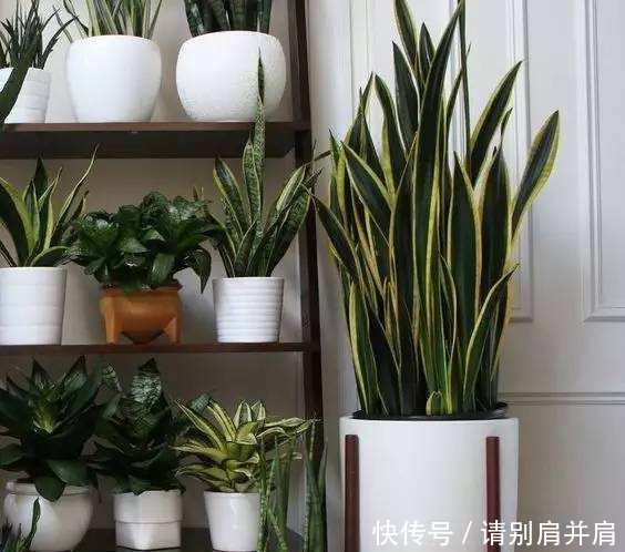 「虎皮」虎皮兰有“3怕”,避开后能“疯长”,直接爆破盆