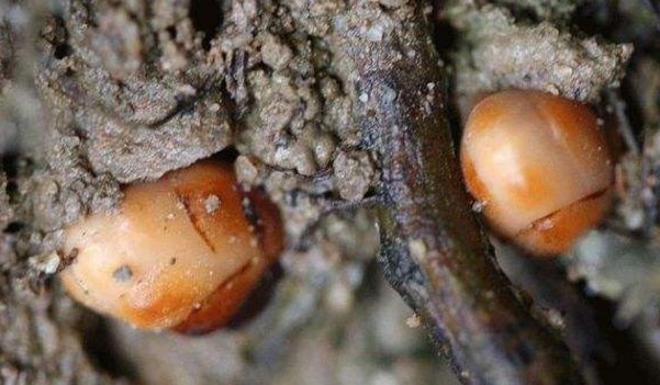  [濒临灭绝]在大山的一种植物，形似多肉，濒临灭绝，没有办法人