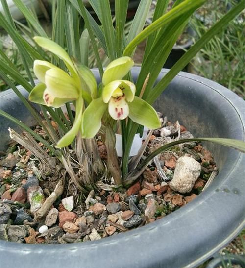  『情况』兰花出现这种情况要注意了，赶紧换个盆，否则没多久就剩个空盆！